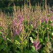 Čechrava čínská 'Black Pearls' - Astilbe chinensis 'Black Pearls'