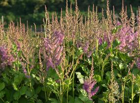 Čechrava čínská 'Black Pearls' - Astilbe chinensis 'Black Pearls'