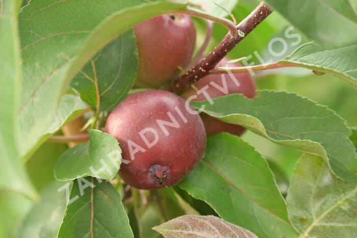 Jabloň podzimní 'Maypole' - Malus domestica 'Maypole'