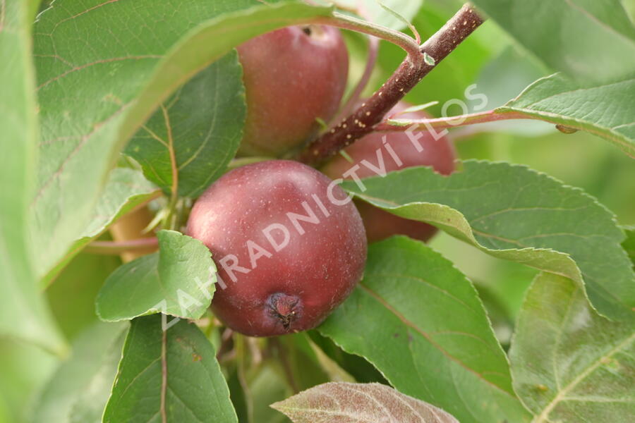 Jabloň podzimní 'Maypole' - Malus domestica 'Maypole'