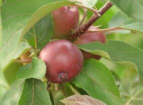 Jabloň podzimní 'Maypole' - Malus domestica 'Maypole'
