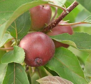 Jabloň podzimní 'Maypole' - Malus domestica 'Maypole'