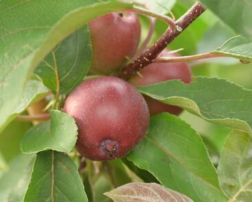 Jabloň podzimní 'Maypole'
