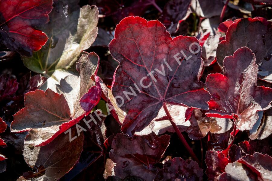 Dlužicha 'Chocolate Veil' - Heuchera 'Chocolate Veil'