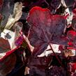Dlužicha 'Chocolate Veil' - Heuchera hybrida 'Chocolate Veil'
