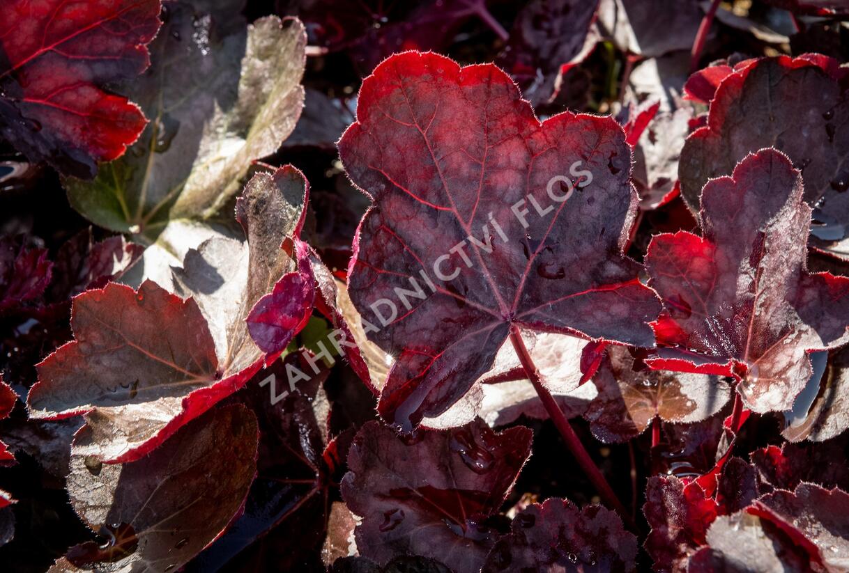 Dlužicha 'Chocolate Veil' - Heuchera hybrida 'Chocolate Veil'