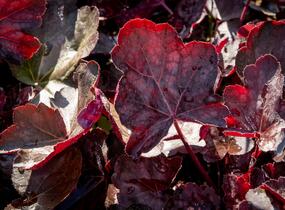 Dlužicha 'Chocolate Veil' - Heuchera hybrida 'Chocolate Veil'