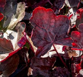 Dlužicha 'Chocolate Veil' - Heuchera hybrida 'Chocolate Veil'