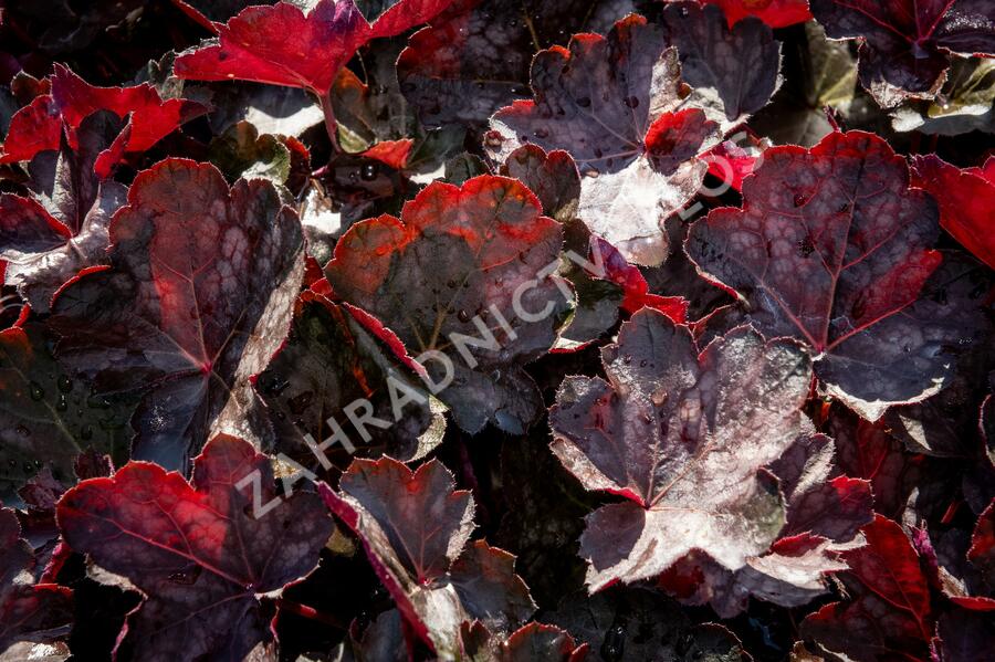 Dlužicha 'Chocolate Veil' - Heuchera hybrida 'Chocolate Veil'