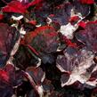 Dlužicha 'Chocolate Veil' - Heuchera hybrida 'Chocolate Veil'