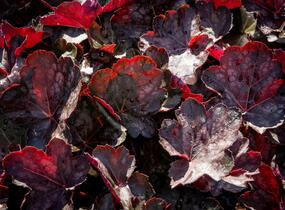 Dlužicha 'Chocolate Veil' - Heuchera hybrida 'Chocolate Veil'