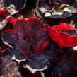Dlužicha 'Chocolate Veil' - Heuchera hybrida 'Chocolate Veil'
