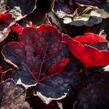 Dlužicha 'Chocolate Veil' - Heuchera 'Chocolate Veil'