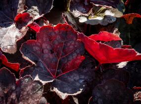 Dlužicha 'Chocolate Veil' - Heuchera hybrida 'Chocolate Veil'