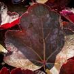 Dlužicha 'Chocolate Veil' - Heuchera 'Chocolate Veil'