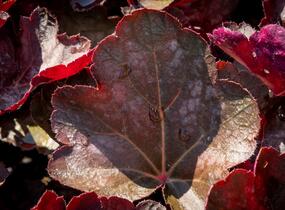 Dlužicha 'Chocolate Veil' - Heuchera hybrida 'Chocolate Veil'