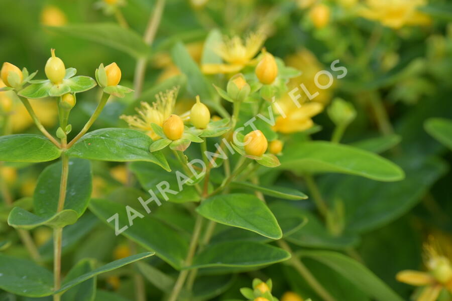Třezalka nevonná 'Sunshine' - Hypericum inodorum Magical 'Sunshine'