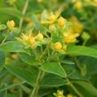 Třezalka nevonná 'Sunshine' - Hypericum inodorum Magical 'Sunshine'
