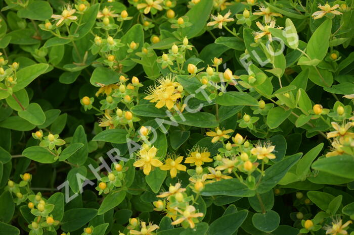 Třezalka nevonná 'Sunshine' - Hypericum inodorum Magical 'Sunshine'