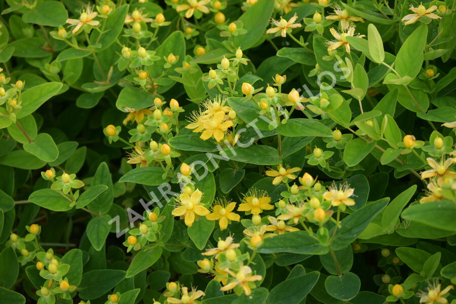Třezalka nevonná 'Sunshine' - Hypericum inodorum Magical 'Sunshine'