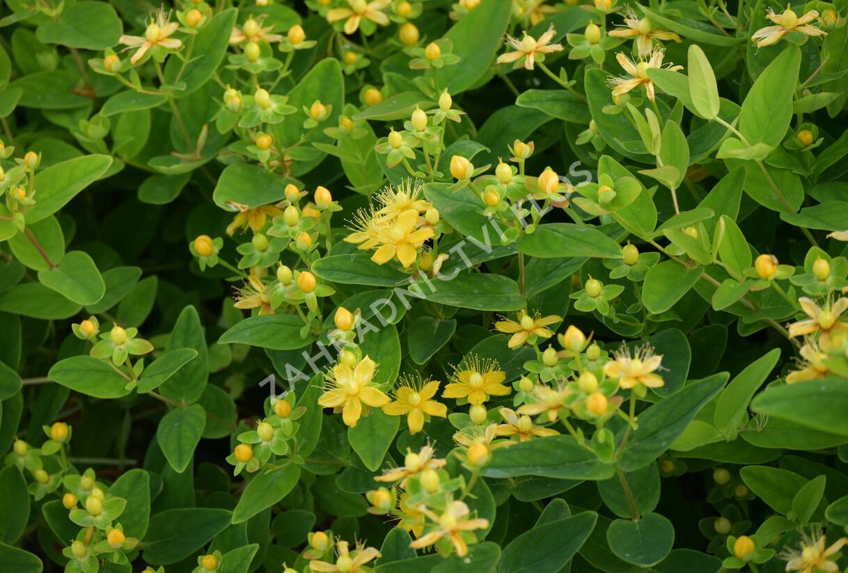 Třezalka nevonná 'Sunshine' - Hypericum inodorum Magical 'Sunshine'