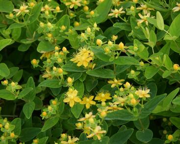 Třezalka nevonná 'Sunshine'