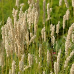 Strdivka sedmihradská - Melica transsilvanica