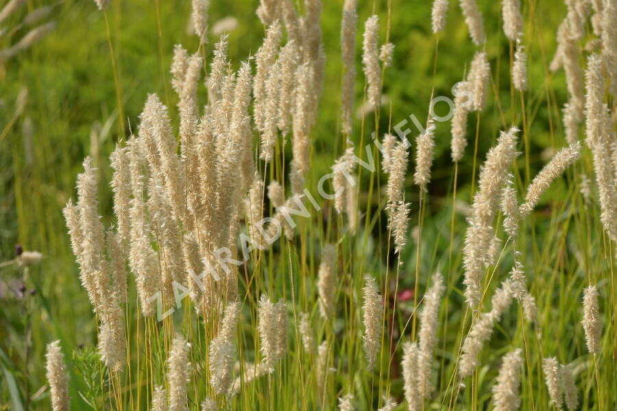 Strdivka sedmihradská - Melica transsilvanica