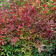 Nandina domácí - Nandina domestica