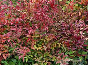 Nandina domácí - Nandina domestica