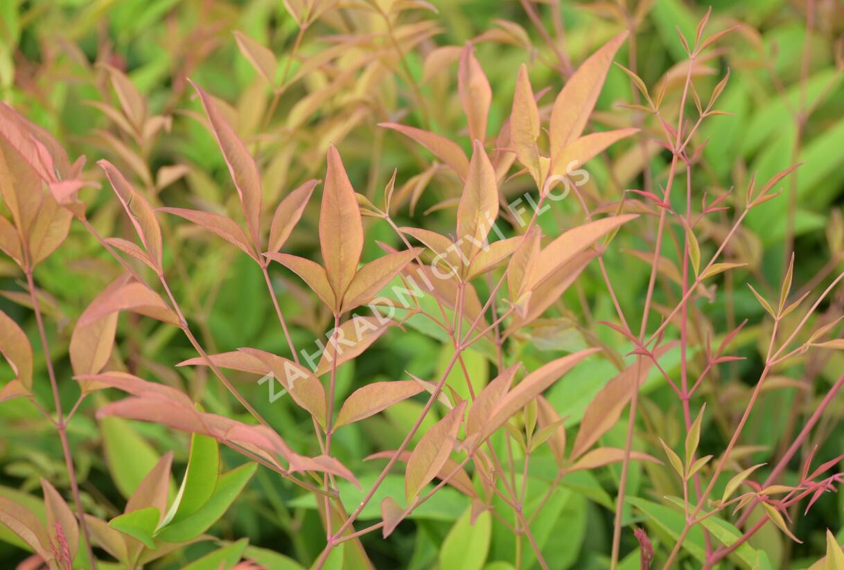 Nandina domácí - Nandina domestica