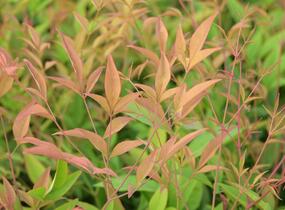 Nandina domácí - Nandina domestica