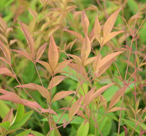 Nandina domácí - Nandina domestica