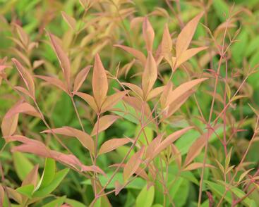 Nandina domácí