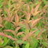 nandina-domaci.jpg