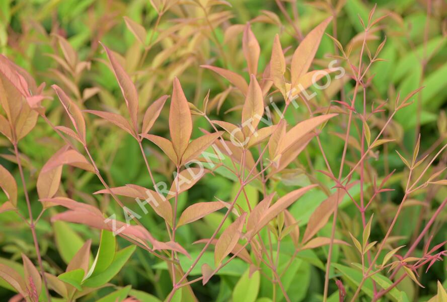 Nandina domácí - Nandina domestica