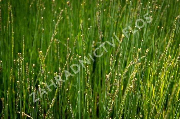 Bezkolenec modrý 'Overdam' - Molinia caerulea 'Overdam'