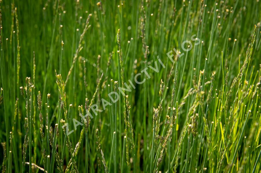 Bezkolenec modrý 'Overdam' - Molinia caerulea 'Overdam'
