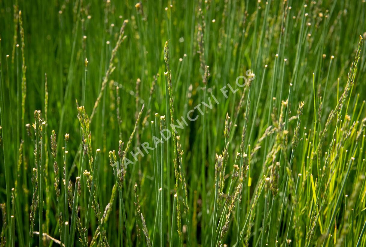 Bezkolenec modrý 'Overdam' - Molinia caerulea 'Overdam'