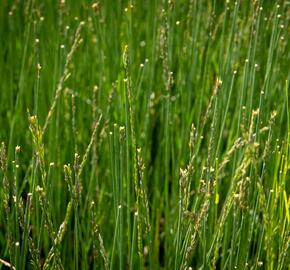 Bezkolenec modrý 'Overdam' - Molinia caerulea 'Overdam'