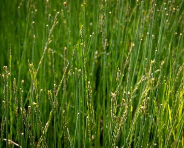 Bezkolenec modrý 'Overdam'