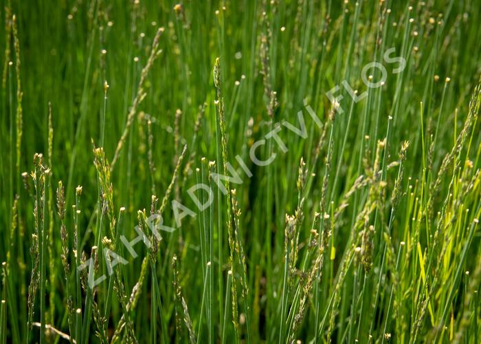 Bezkolenec modrý 'Overdam' - Molinia caerulea 'Overdam'