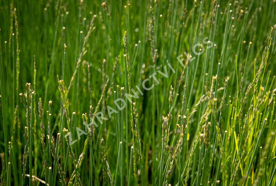 Bezkolenec modrý 'Overdam' - Molinia caerulea 'Overdam'