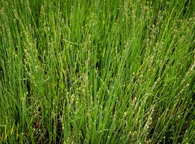 Bezkolenec modrý 'Overdam' - Molinia caerulea 'Overdam'