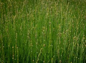 Bezkolenec modrý 'Overdam' - Molinia caerulea 'Overdam'