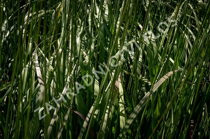 Bezkolenec modrý 'Black Arrow' - Molinia caerulea 'Black Arrows'