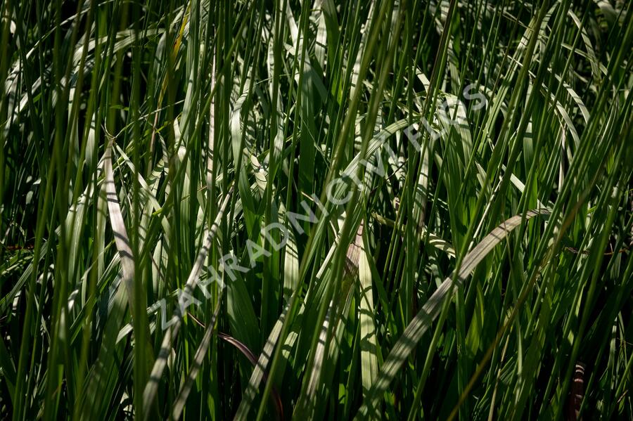 Bezkolenec modrý 'Black Arrow' - Molinia caerulea 'Black Arrows'