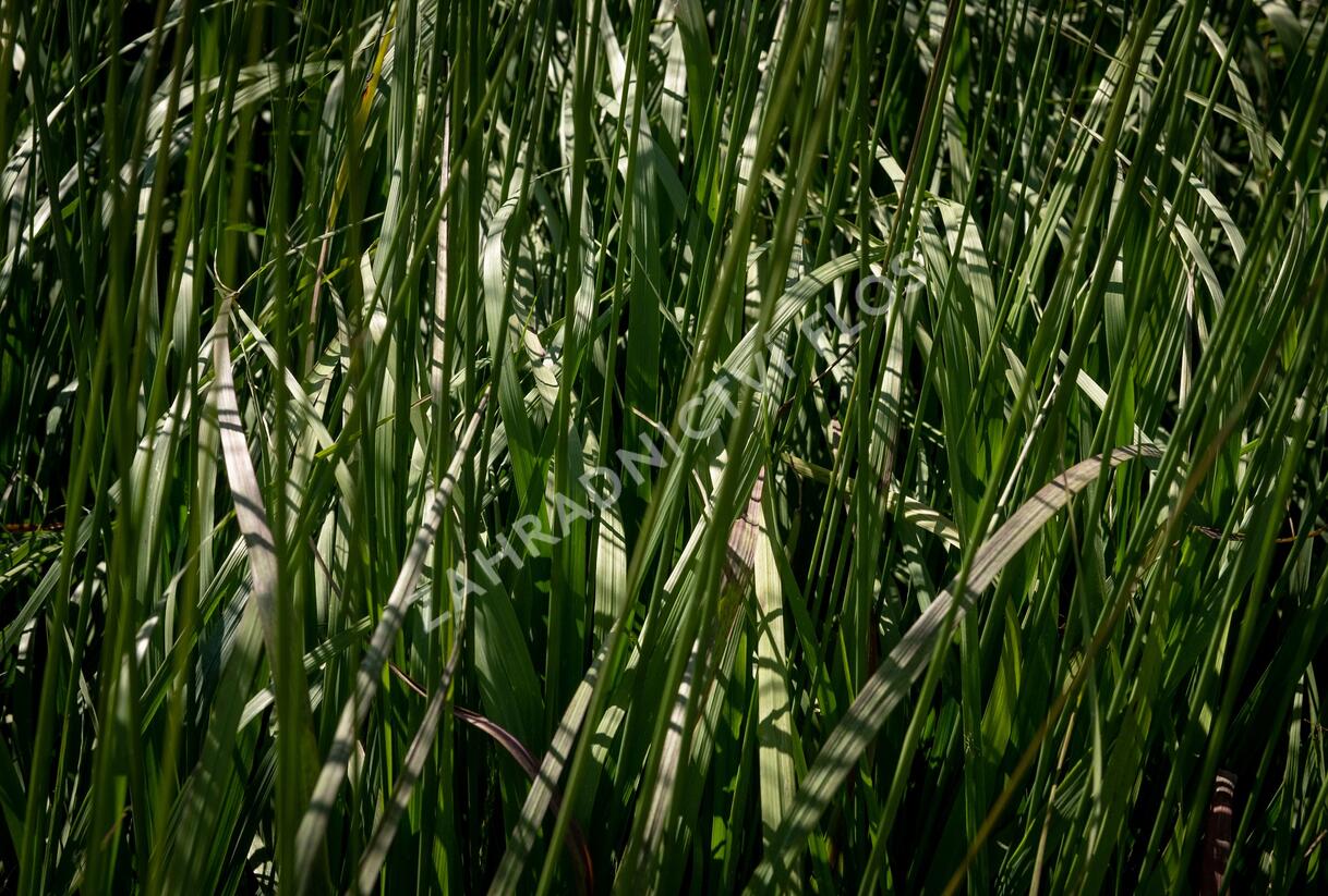 Bezkolenec modrý 'Black Arrow' - Molinia caerulea 'Black Arrows'