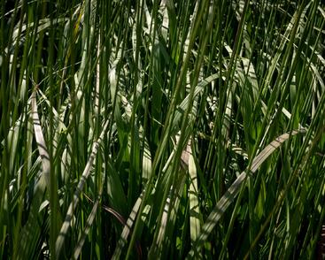 Bezkolenec modrý 'Black Arrow'