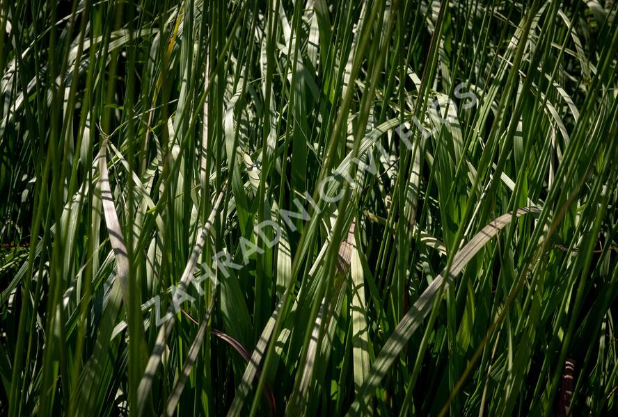 Bezkolenec modrý 'Black Arrow' - Molinia caerulea 'Black Arrows'